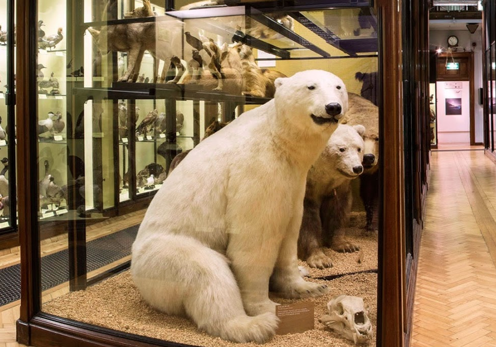 View animal specimens from around the globe